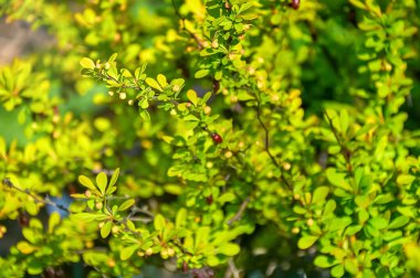 Sarı yapraklı ve kırmızı tomurcuklu Altın Japon Böğürtlenine (Berberis thunbergii) yakın plan.