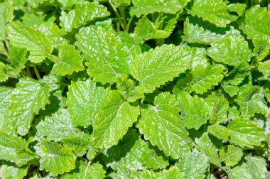 Canlı yeşil nane ya da limon merhemi yapraklarını kapatın. Yemek pişirmek ve sağlıklı olmak için sağlıklı aromatik bitki..