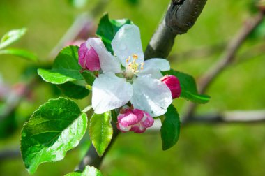 Pembe tomurcukları ve bahar bahçesinde tatlı su damlaları olan çiçek açan bir elma ağacının kapağını kapatın. Profesyonel doğa fotoğrafçılığı.