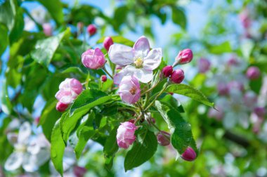 Bahar elması, mavi gökyüzüne karşı dalında su damlalarıyla çiçek açar..