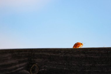 Yazın uğur böceği. Minimalizm