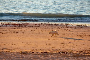 Köpek, Endülüs 'ün Cadiz başkenti sahilinde yürüyor. İspanya. Avrupa.
