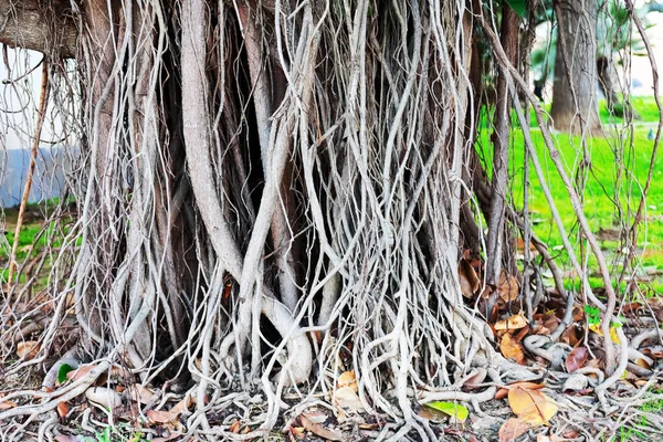 Ρίζες Του Δέντρου Ficus Στην Πρωτεύουσα Cadiz Ανδαλουσία Ισπανία Ευρώπη — Φωτογραφία Αρχείου