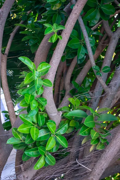 Ficus Árvore Cádiz Capital Andaluzia Espanha Europa — Fotografia de Stock