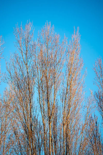 Větve Stromů Listy Modrou Oblohou — Stock fotografie