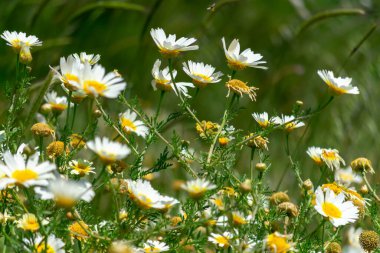 field with green branches of white daisies flowers