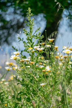 field with green branches of white daisies flowers