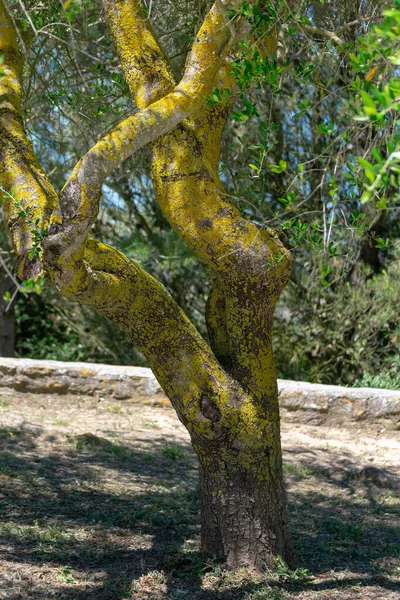 Tree Trunk Branches Medina Sidonia Province Cdiz Andalusia Spain Europe —  Fotos de Stock