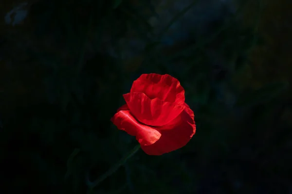 Red Poppy Flower Black Background — Stockfoto