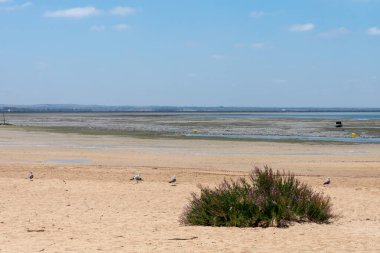 Cachucha Sahili, Puerto Real, Cadiz. Endülüs, İspanya. Avrupa.