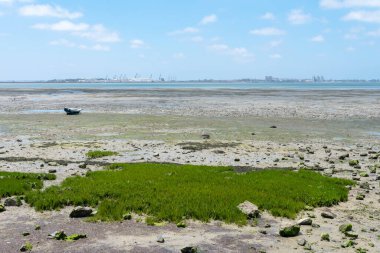 Cachucha Sahili, Puerto Real, Cadiz. Endülüs, İspanya. Avrupa.