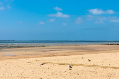 Cachucha Sahili, Puerto Real, Cadiz. Endülüs, İspanya. Avrupa.