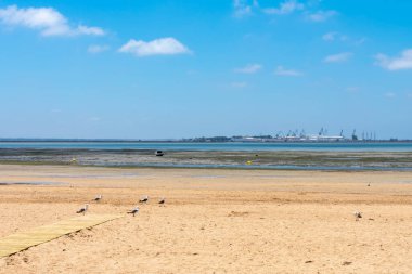 Cachucha Sahili, Puerto Real, Cadiz. Endülüs, İspanya. Avrupa.