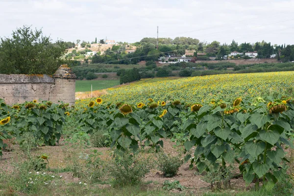 Słoneczniki Polu Jerez Frontera Kadyks Andaluzja Hiszpania Europa — Zdjęcie stockowe