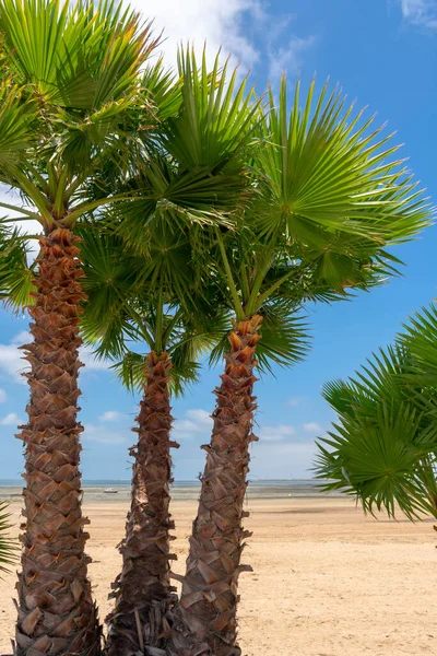 Puerto Real Cachucha Sahilindeki Palmiye Ağaçları Cdiz Endülüs Spanya Avrupa — Stok fotoğraf