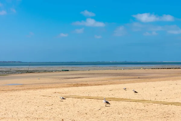 Spiaggia Cachucha Puerto Real Cadice Andalusia Spagna Europa — Foto Stock