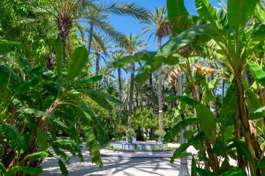 Elche Belediye Parkı, Alicante Eyaleti, Valensiyalılar Topluluğu. İspanya. Avrupa. Avrupa 'nın en büyük hurma ormanı. Şehrin dört bir yanındaki bahçelerde 200.000 palmiye ağacı bulunuyor..