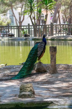 Peacock, Guardamar del Segura sahilindeki Reina Sofia Dunes parkında, Alicante. İspanya. Avrupa.