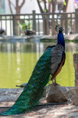 Peacock, Guardamar del Segura sahilindeki Reina Sofia Dunes parkında, Alicante. İspanya. Avrupa.