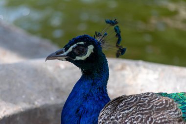 Peacock, Guardamar del Segura sahilindeki Reina Sofia Dunes parkında, Alicante. İspanya. Avrupa.