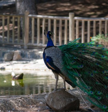 Peacock, Guardamar del Segura sahilindeki Reina Sofia Dunes parkında, Alicante. İspanya. Avrupa.