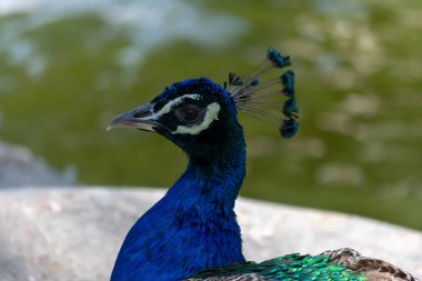 Peacock, Guardamar del Segura sahilindeki Reina Sofia Dunes parkında, Alicante. İspanya. Avrupa.