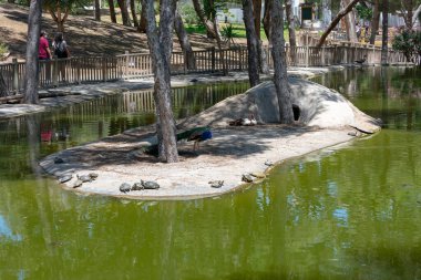 Kaplumbağalar Guardamar del Segura sahilindeki Reina Kanepe Dunes parkında, Alicante. İspanya. Avrupa.