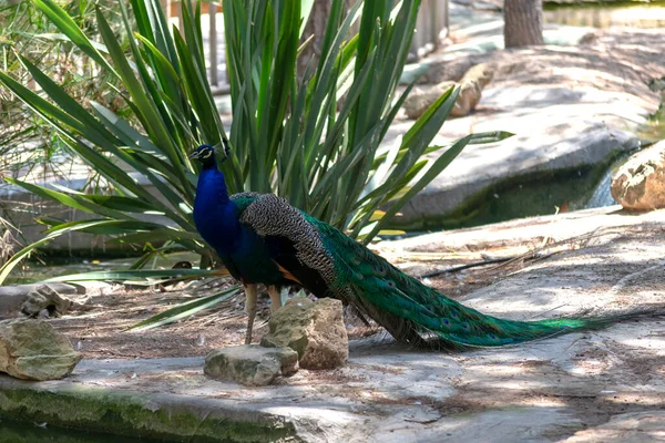 Peacock, Guardamar del Segura sahilindeki Reina Sofia Dunes parkında, Alicante. İspanya. Avrupa.