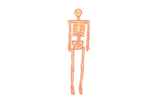 Ilustração do esqueleto humano — Vetor de Stock