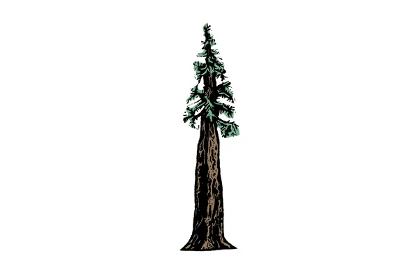 Ilustração de sequoias —  Vetores de Stock