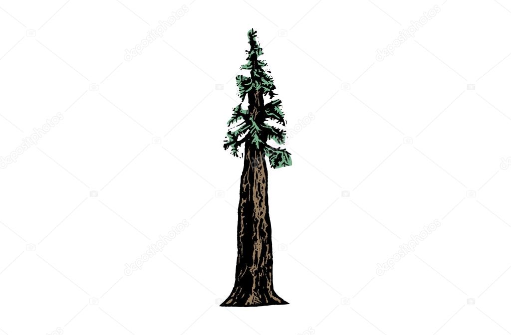 Illustration of redwood tree