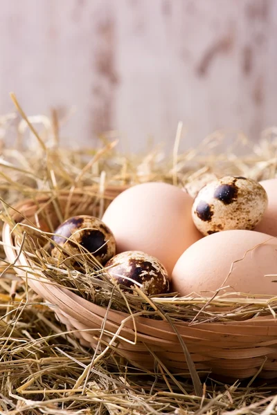 Яйца перепелов и кур на соломенном гнезде — стоковое фото