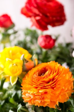 Kaç düğün çiçeği çiçek çeşitli renkler ile