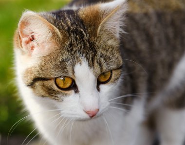 Kedi tekir ve beyaz renk ile portresi