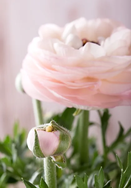 Bud of light pink buttercup in front of next bloom — Stock Photo, Image