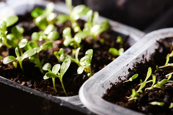 Plastik kutular içinde ilk bahar çekim