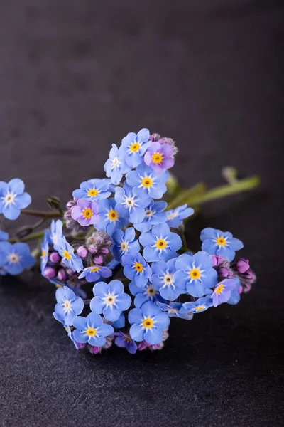 Várias flores azuis e botões roxos de Myosotis esquecer-me-não flor — Fotografia de Stock