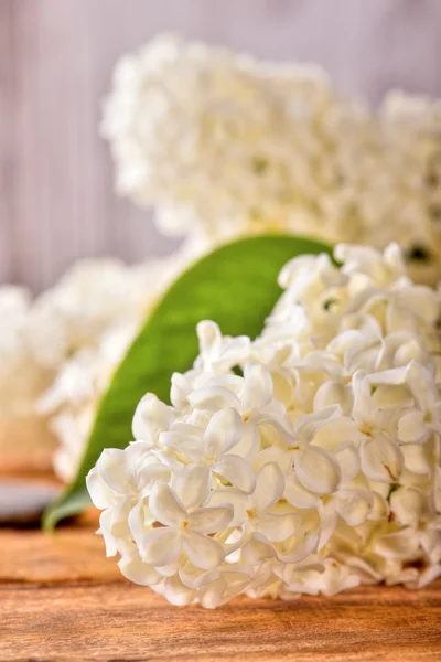 Witte lila bloemen met één groene blad op houten bord — Stockfoto