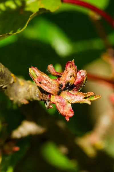 벚꽃 잎 aphids에 의해 공격 — 스톡 사진