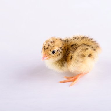 Beyaz tahta üzerinde bir günlük altın bıldırcın