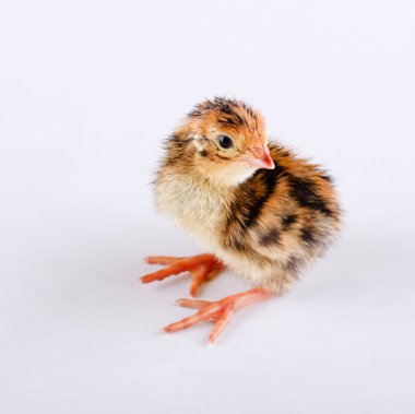 Küçük kahverengi bıldırcın beyaz tahta üzerinde bir gün eski