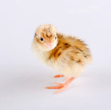 Küçük altın bıldırcın beyaz tahta üzerinde bir gün eski