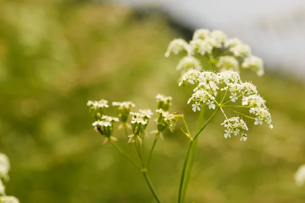 Çiçek açan kimyon yaz çayır üzerinde küçük beyaz çiçekli
