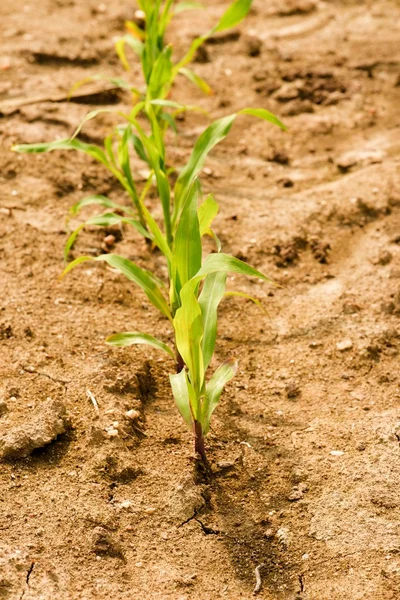 Line of corn green seedlings on dry field with small stones — Stock Photo, Image