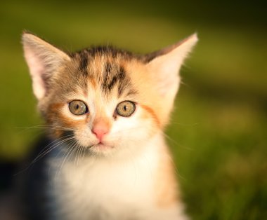 Detay küçük üç renkli kedi gözleri