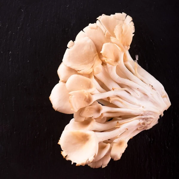 Bovenaanzicht op gezonde gewone oesterzwam op leisteen steen — Stockfoto