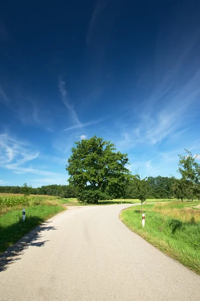 Łuk na drodze z zielonego drzewa w centrum — Zdjęcie stockowe