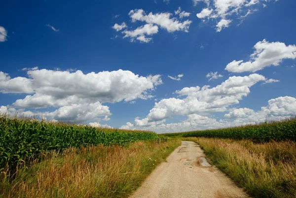 Stary piasek ścieżkę między polami z kukurydzą — Zdjęcie stockowe