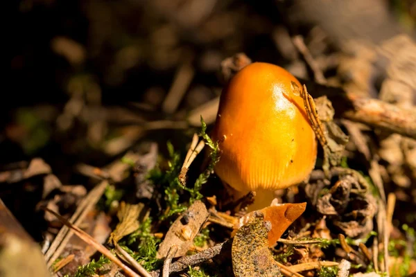 Jeune champignon orange en bois d'automne — Photo