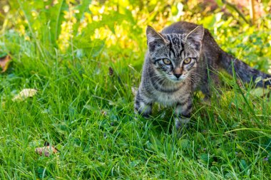 Çimenler üzerinde küçük tekir tomcat